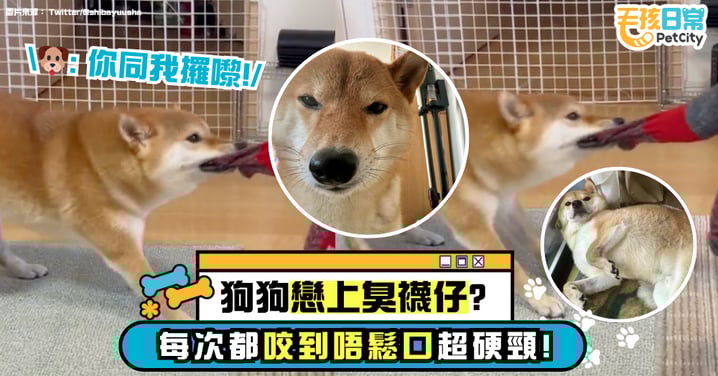 狗狗戀上臭襪仔?汪星人執著高筒襪咬到翻肚都唔鬆口 奴才:我對襪做錯咗咩?