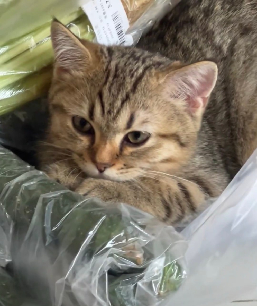 奴才：我進不去啦