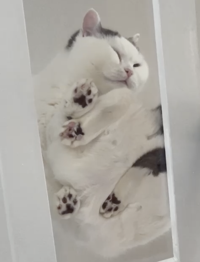 奴才:看著就很不舒服囉