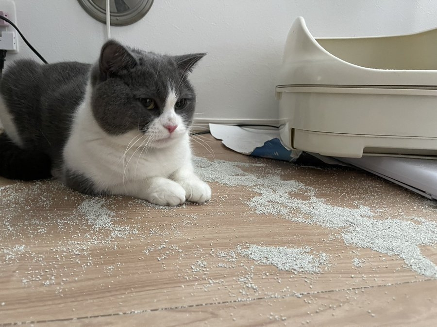 奴才：還真會有樣學樣喔