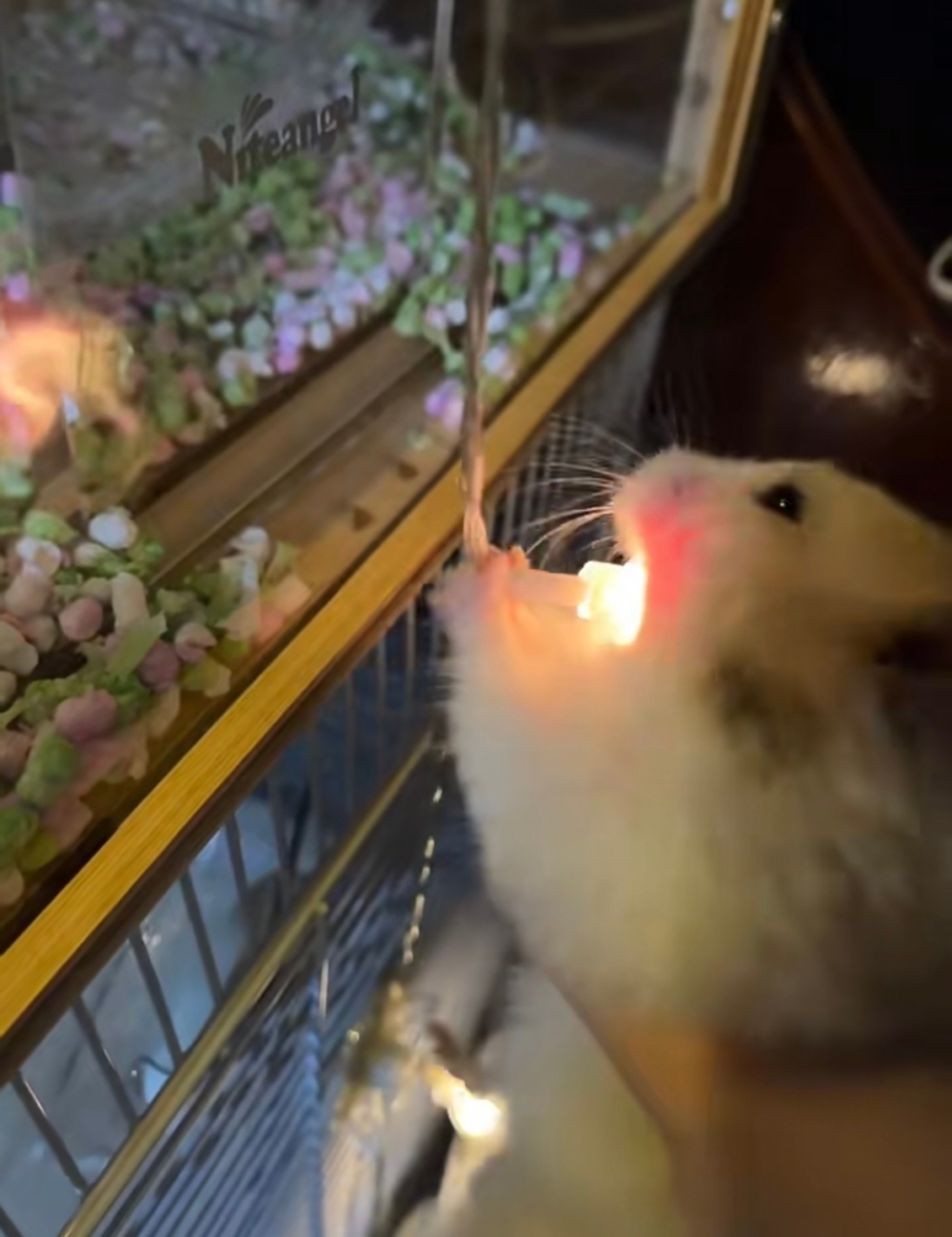 奴才：別塞了，這不是吃的東西欸