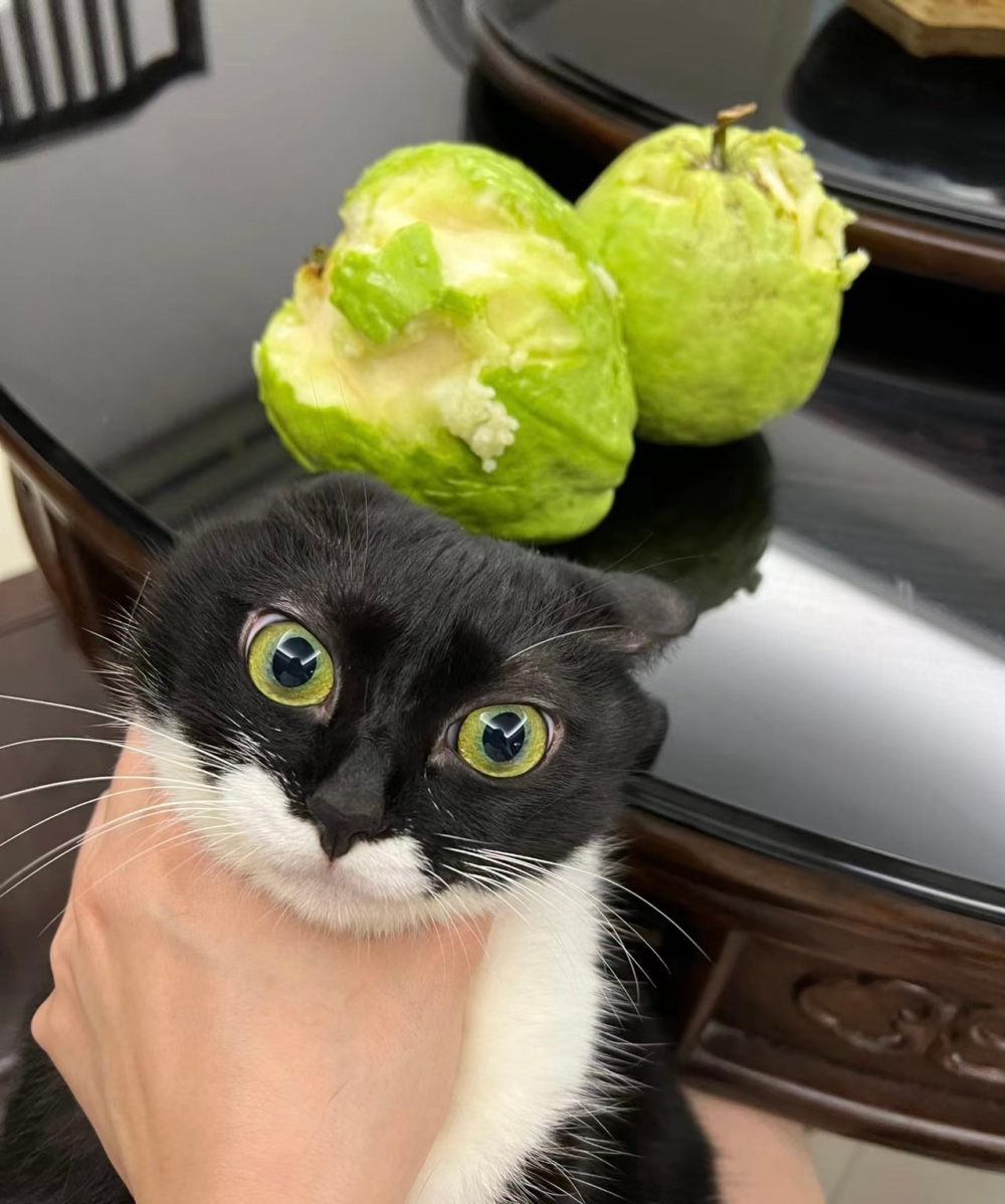 奴才：都是藉口啦