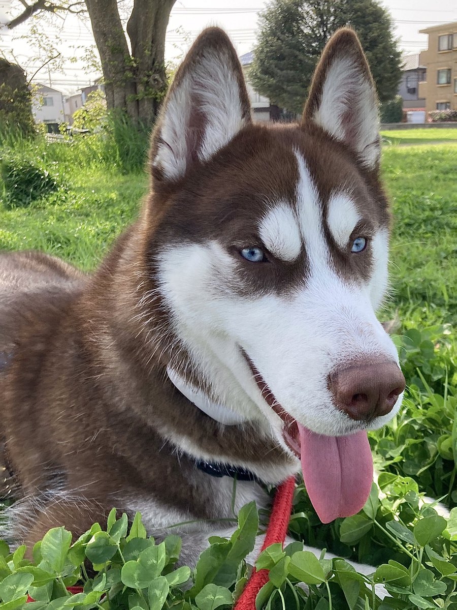 奴才：長大了一樣可愛啦！