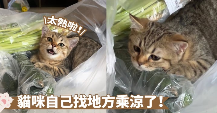 乘涼的方式好奇特！貓咪鍾愛鑽袋子？其實是冰冰涼的蔬菜能夠降溫啦～