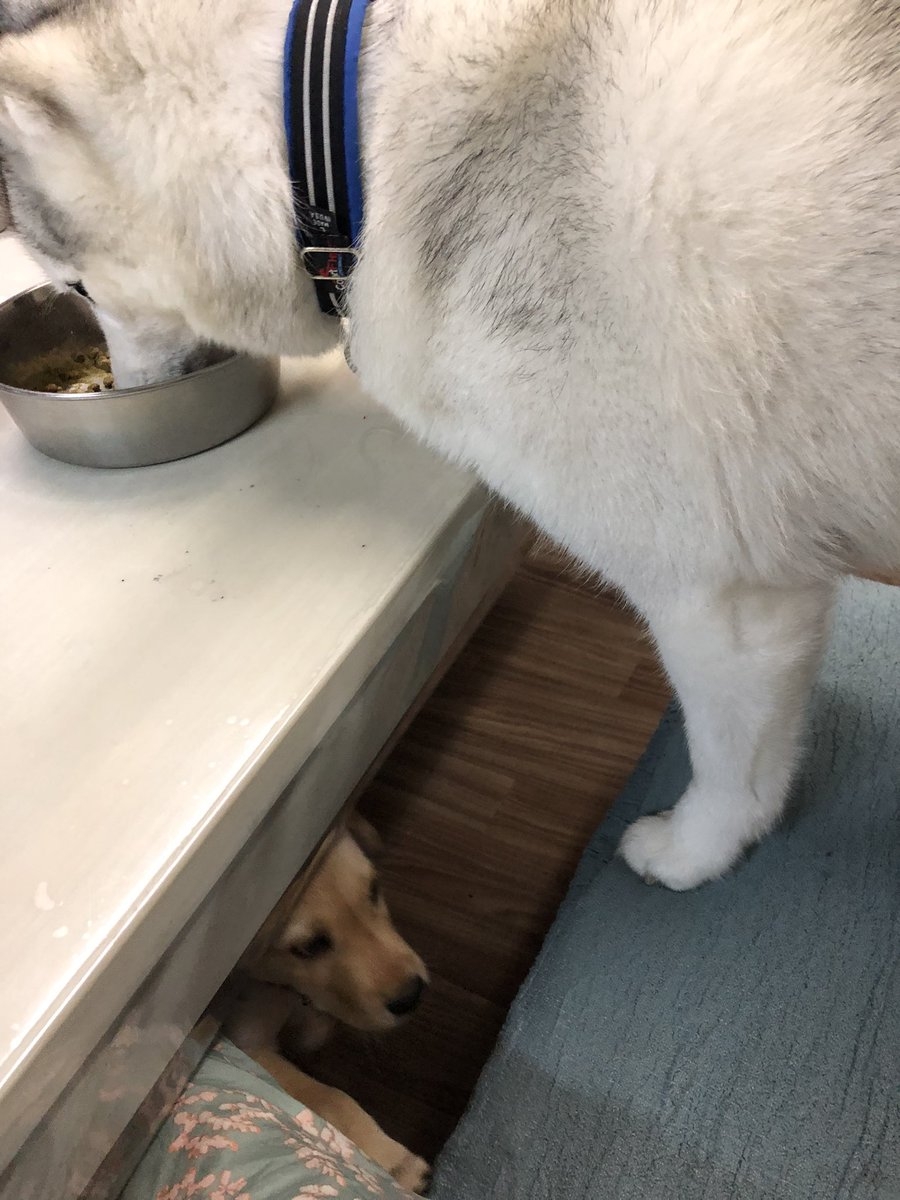 奴才：你不覺得牠很可憐嗎？