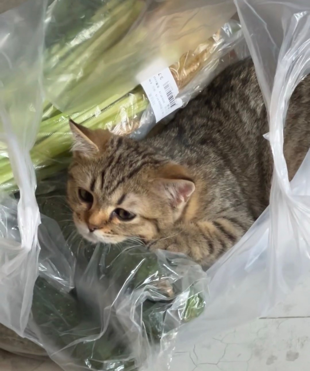 奴才：好了，出來吧～我的菜要放進冰箱囉