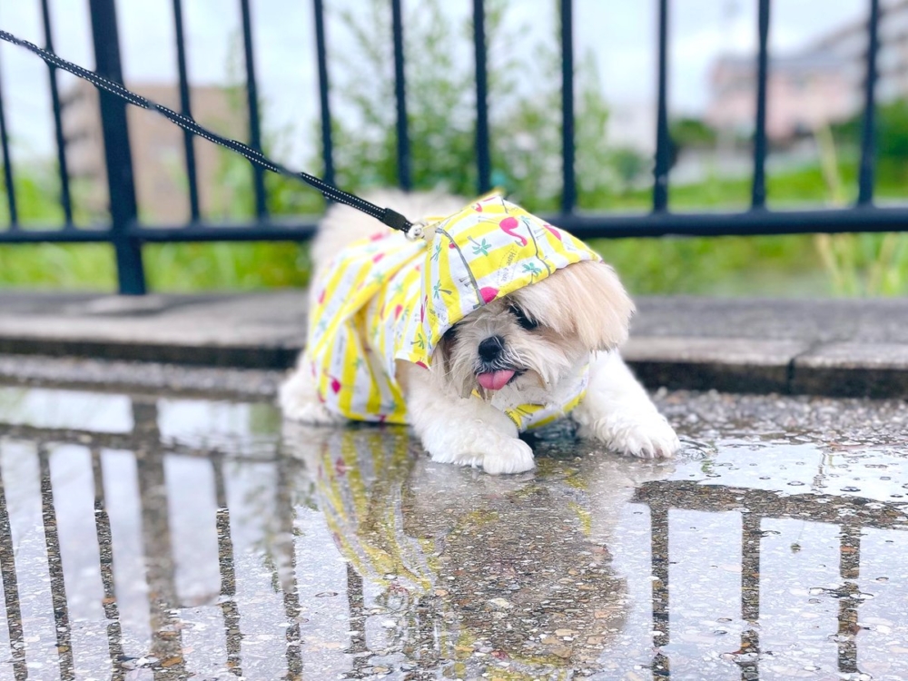 奴才：看來也是白穿了