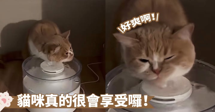 不能好好喝水嗎？貓咪把循環飲水機當成了洗臉盆啦！網：懂做SPA的貓咪最美了～
