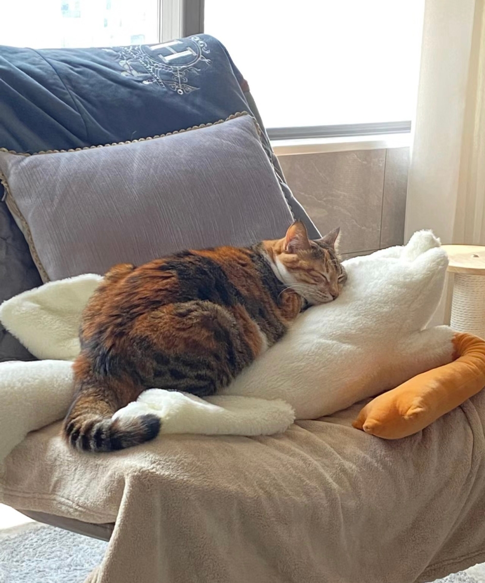 奴才：你是在說我胖囉！