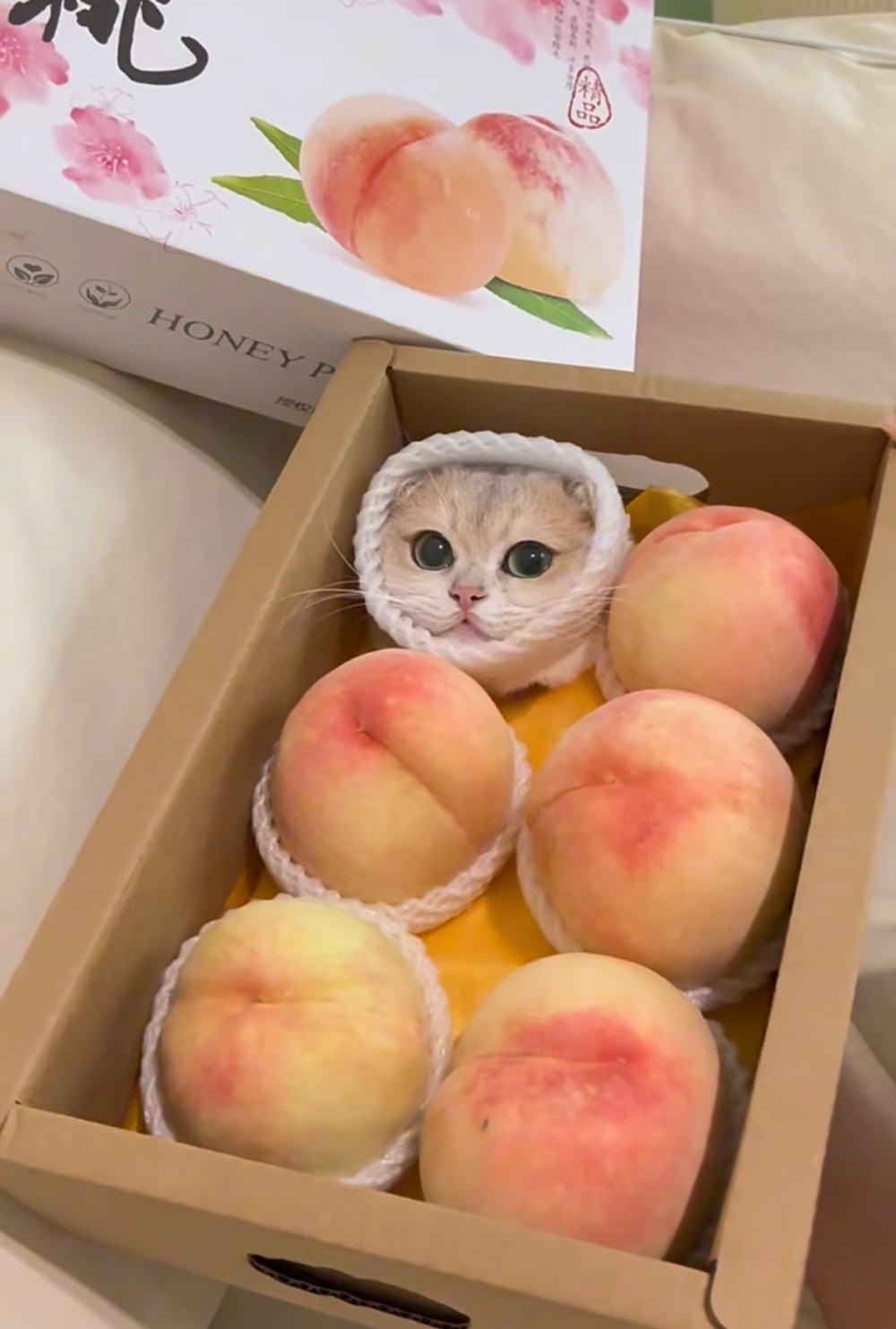 奴才：絕對不行！