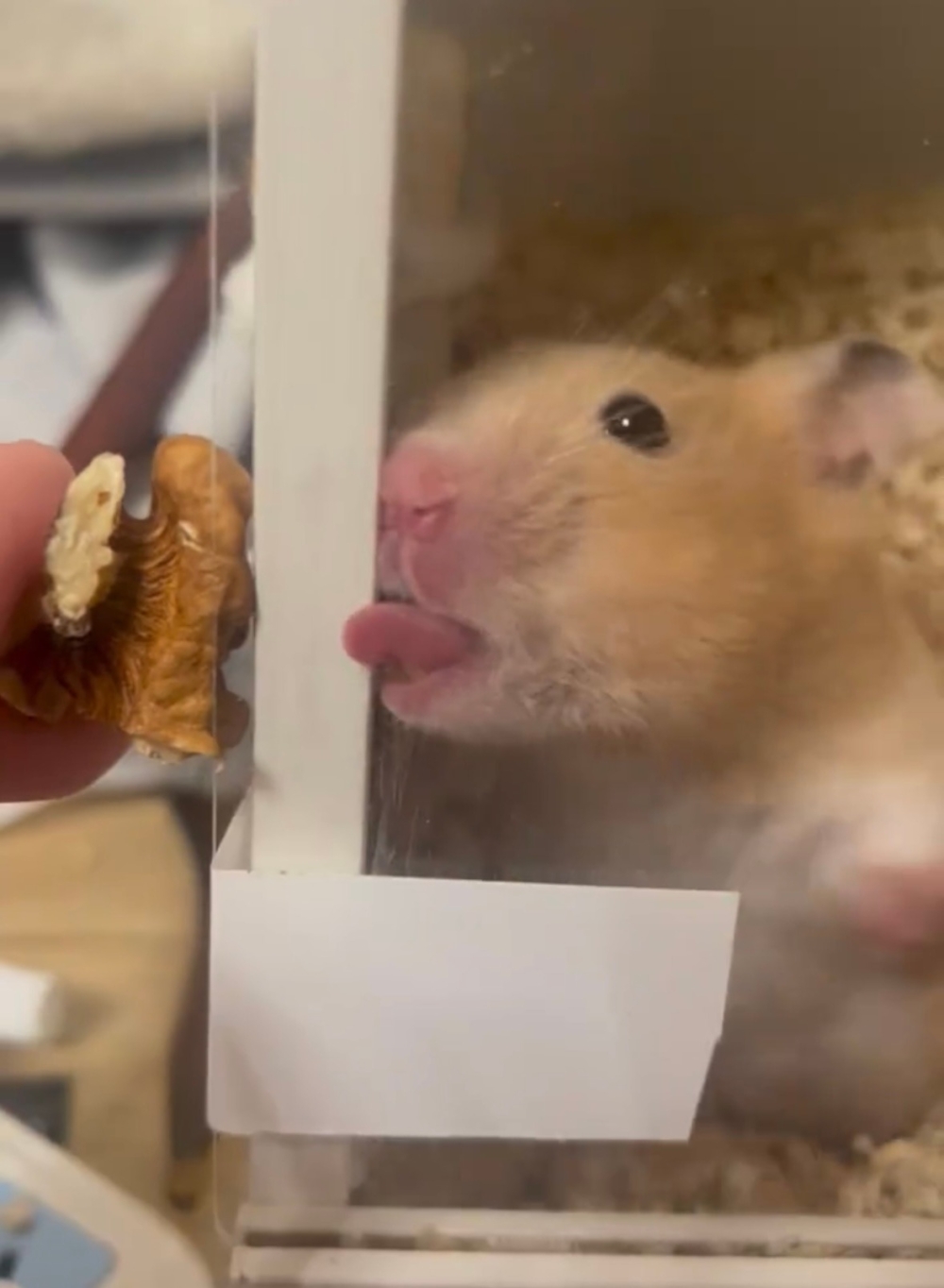 奴才：你只能聞一聞啦