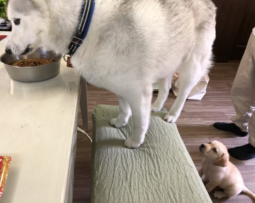 奴才：突然變聰明了欸