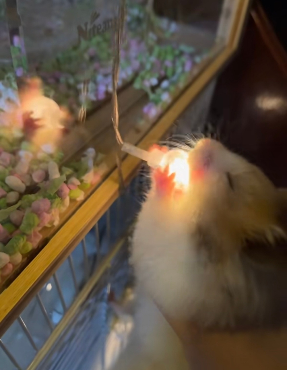 奴才：暫停一下，你沒事吧～