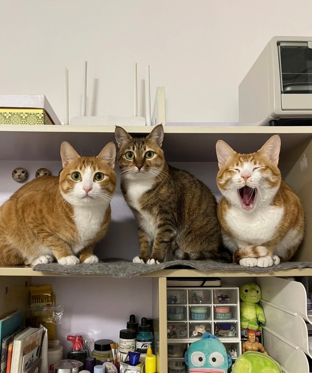 奴才：那家裡現在就不缺擺件了