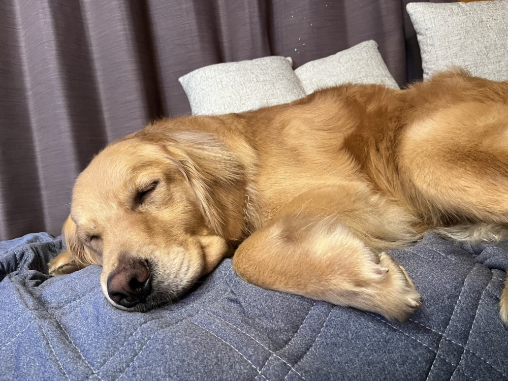 奴才:沒有下一次囉!