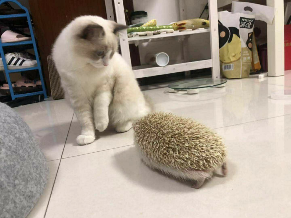 奴才：但是牠不會主動攻擊你啦