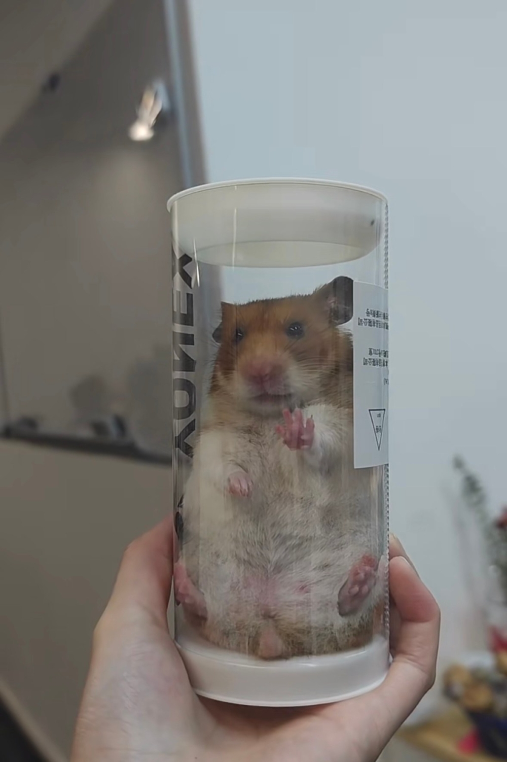 奴才：這就是蠢萌的最佳代表了