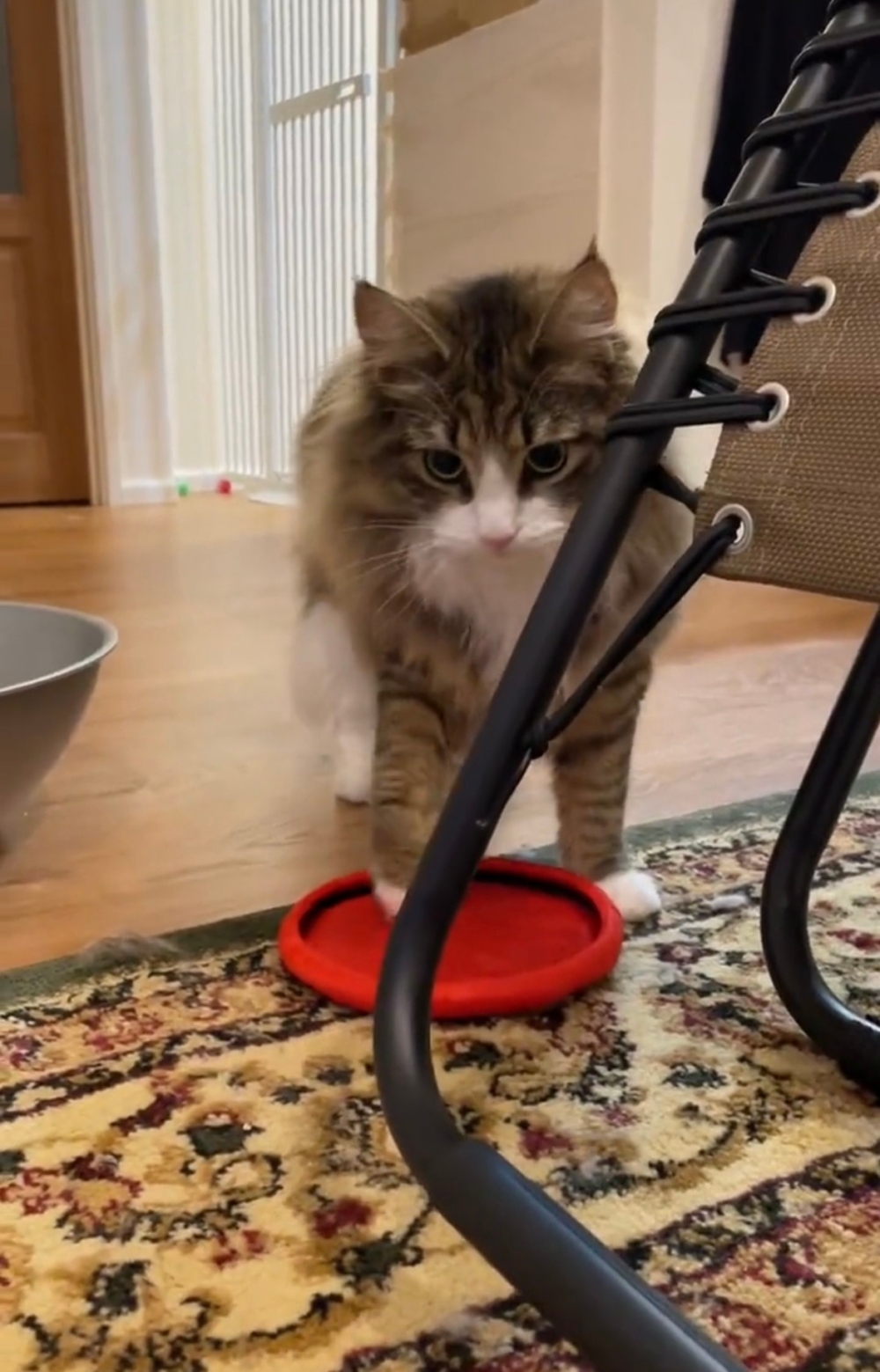 奴才：馬上，這就來～