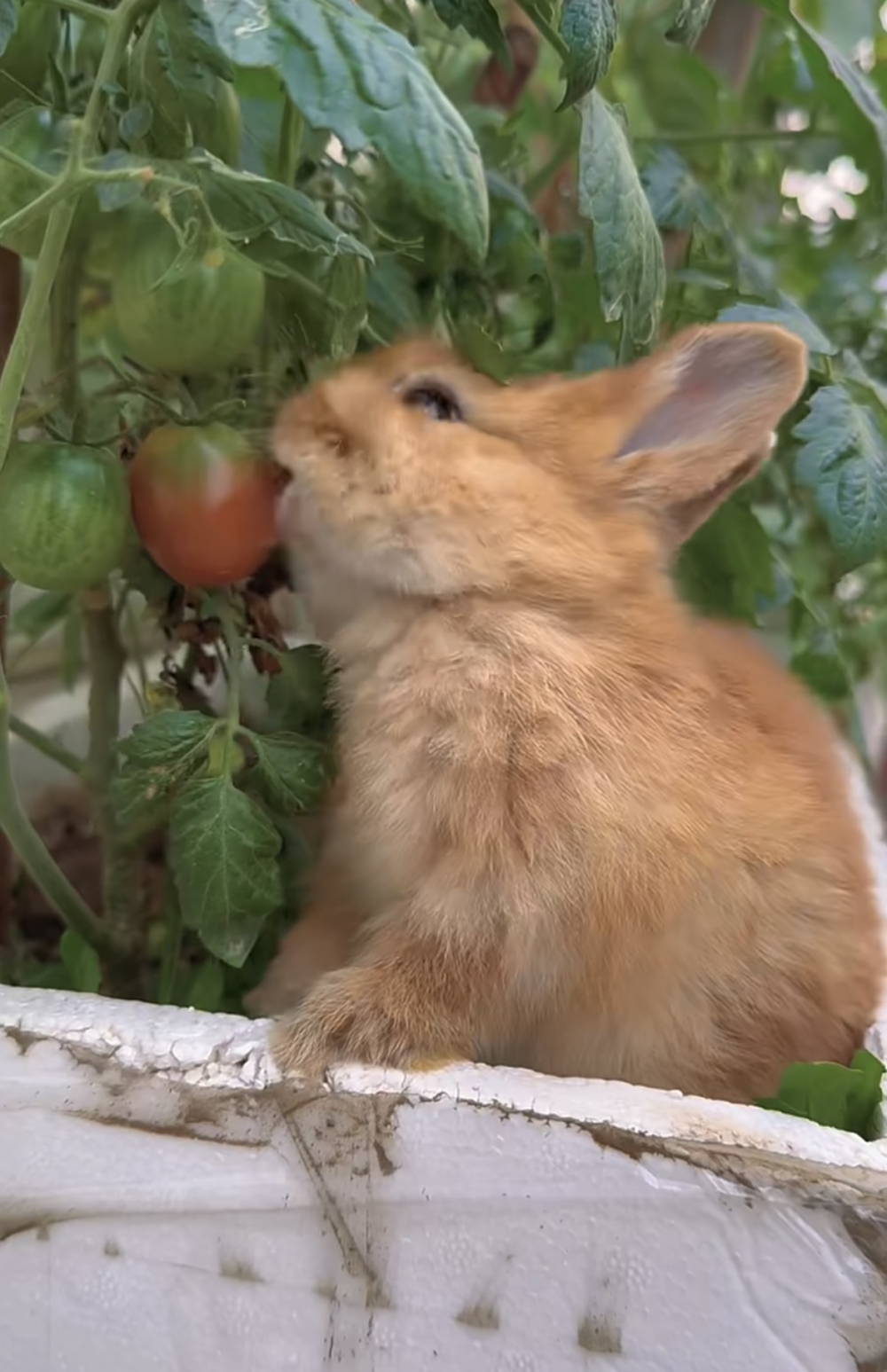 奴才：別把我的小番茄都吃光囉