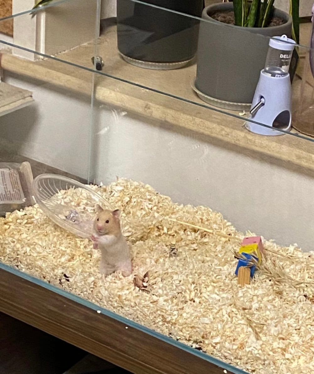 奴才：額...你是故意的嗎