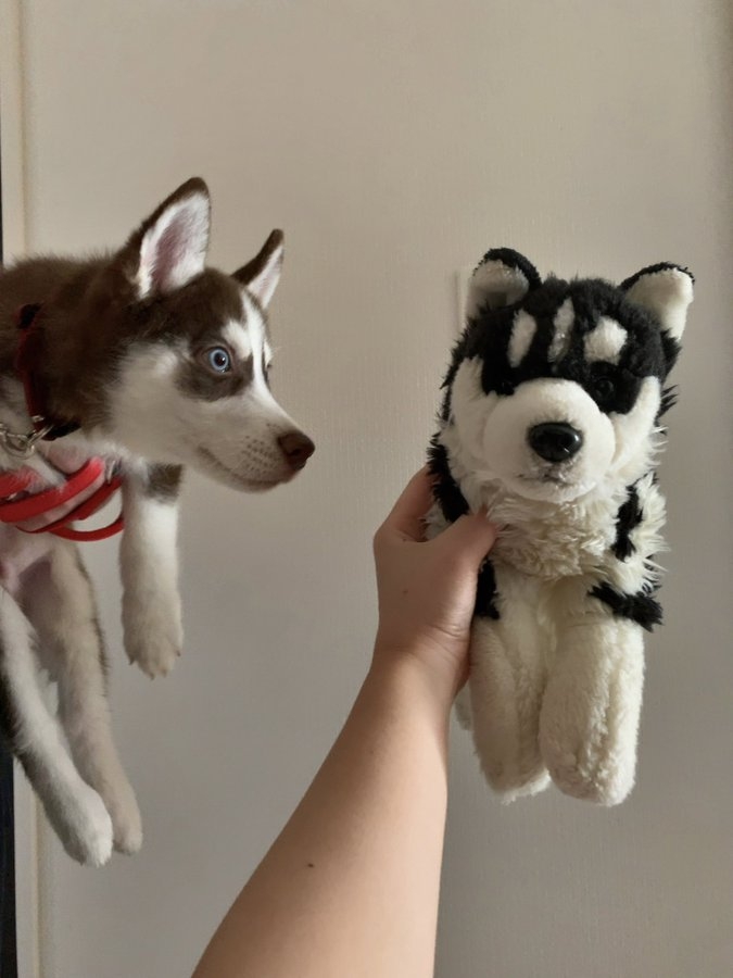 奴才：小時候好可愛啊