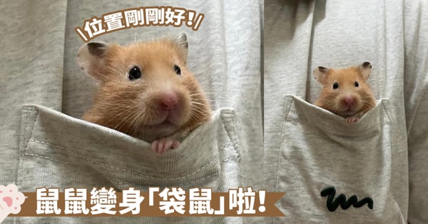 名副其實的袋鼠喔！衣服的口袋原來是這樣用的啦～為了鼠鼠買一件口袋上衣吧