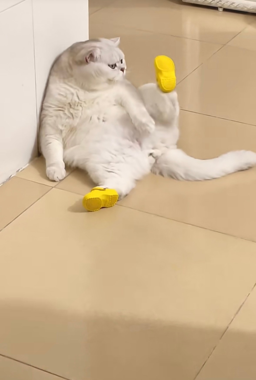 奴才：我相信你沒有腳臭啦