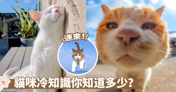 掌握主子的秘密行為!8個貓咪冷知識,讓你立即了解家裡的喵主子囉~