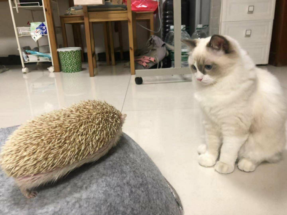 奴才：你不攻擊牠是不會受傷噠