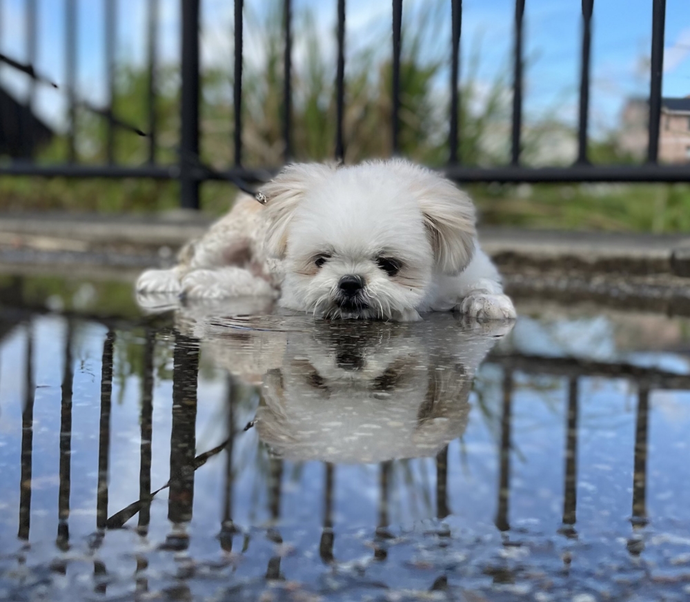 奴才：算了吧～就當成是一種裝扮囉