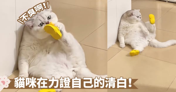 無語!人家的腳一點都不臭呀~喵:不信?你看朕聞一聞也沒有被熏暈囉