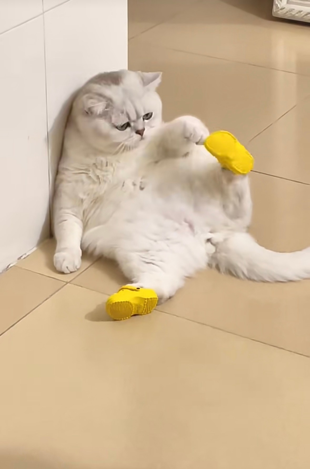 奴才：沒說我相信了呀