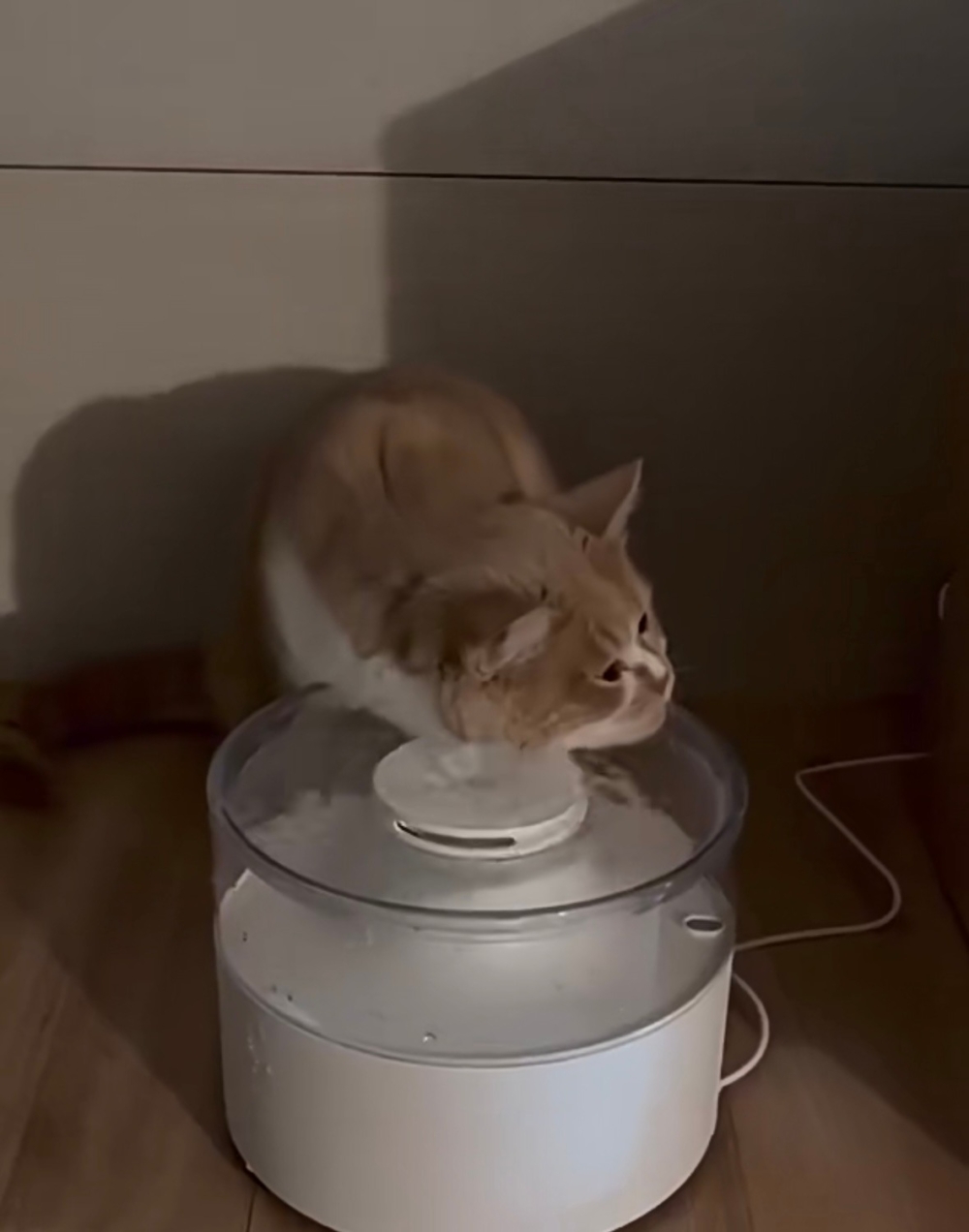 奴才：這是喝水用的欸