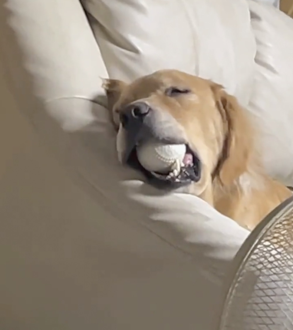 奴才:球球可以先放下再睡呀