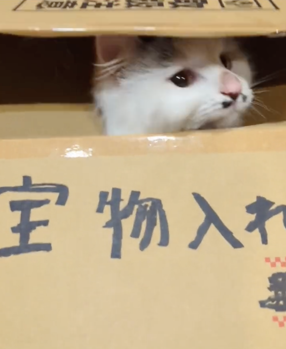 奴才:那這個紙箱就送你吧