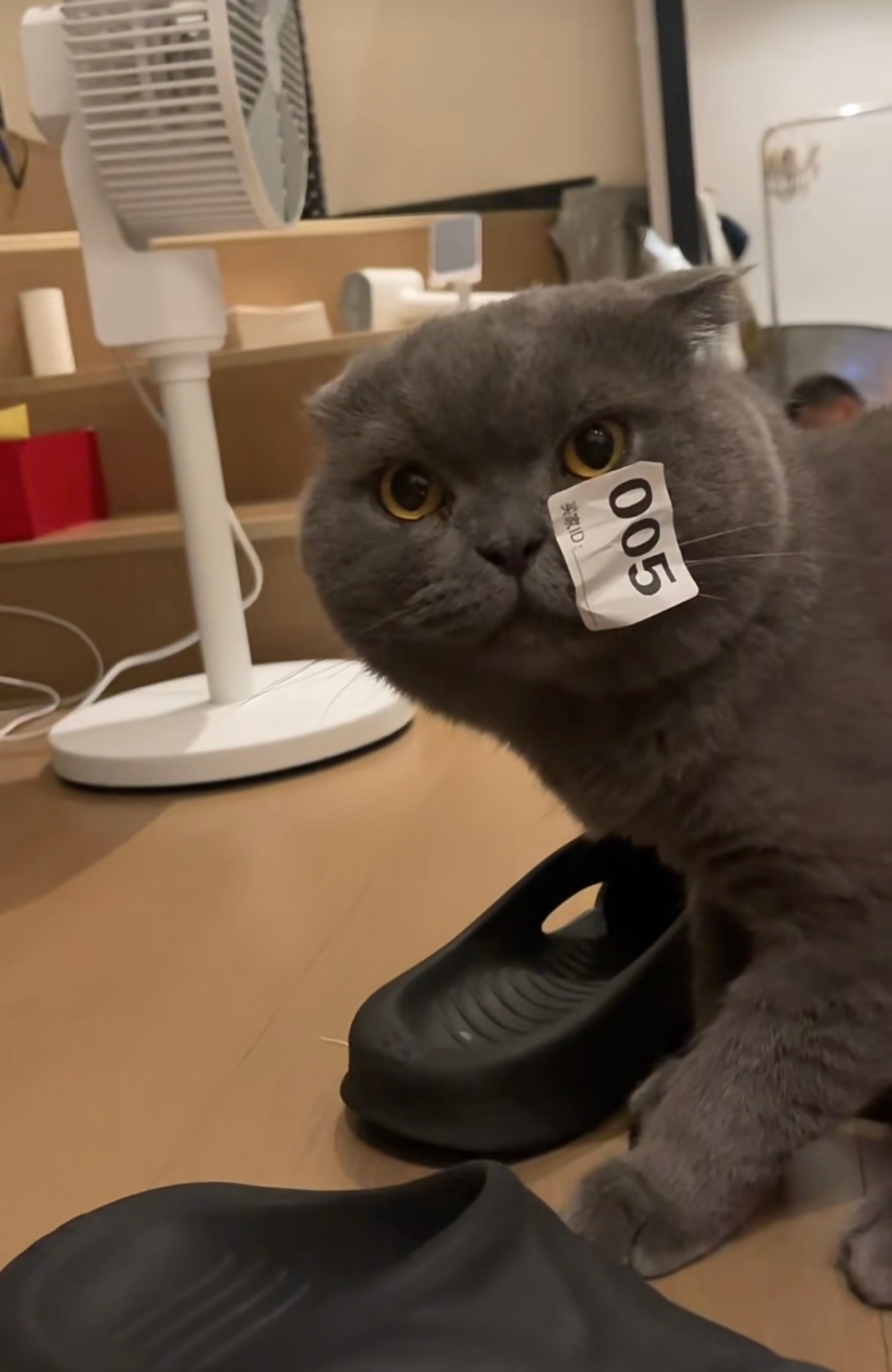 奴才：這就是調皮的下場啊