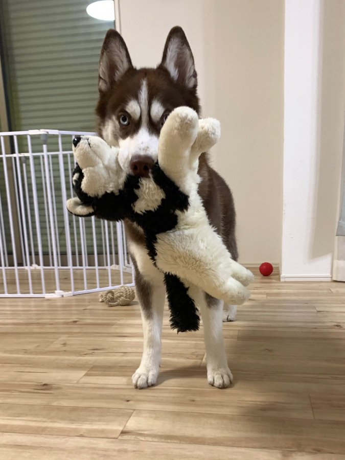 奴才：現在有體型差囉