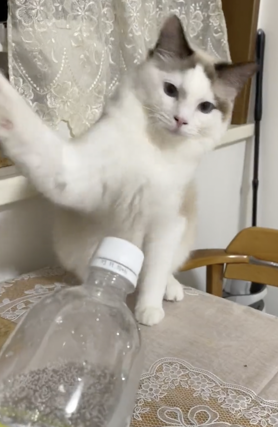 奴才：這個只有泡泡沒有味道啊