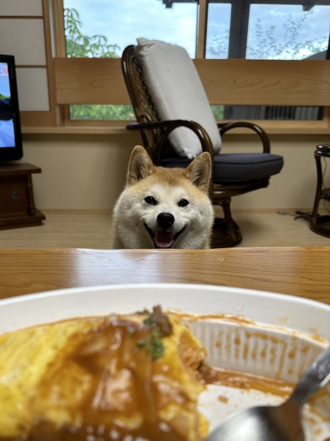 奴才：今天的不適合你吃啦