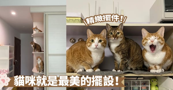 置物櫃的用途找到了!這就是轉角遇到愛的場景吧~貓咪瞬間成為家裡的裝飾品了