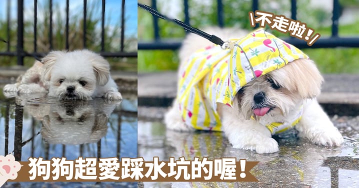 雨天的水坑超適合泡澡的啦！狗狗散步的必做清單之一～奴才：穿了雨衣還是沒用啦