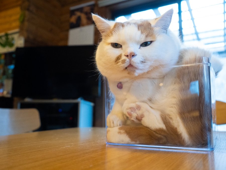 奴才:這就是事實啦