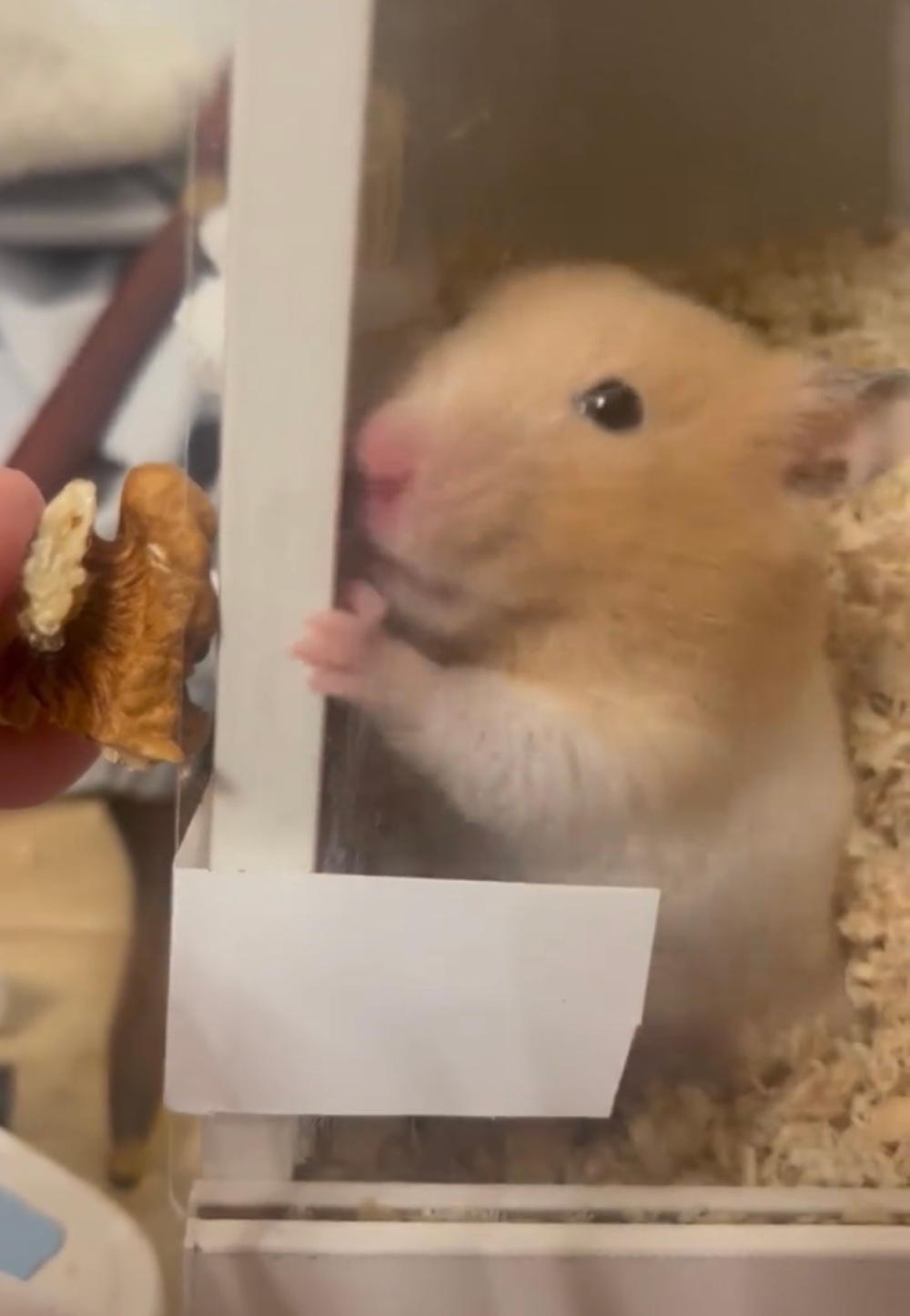 奴才：讓你解解饞啊