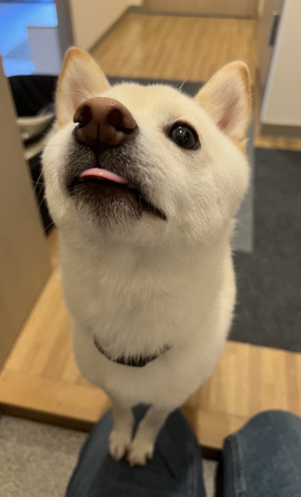 奴才：真的嗎！