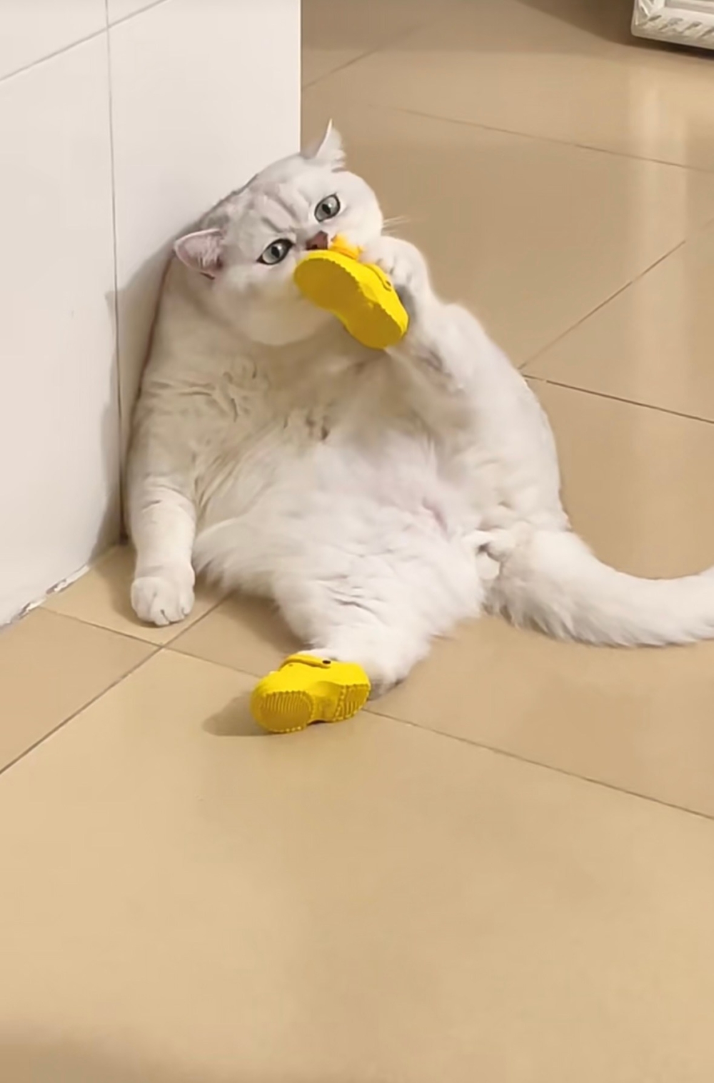 奴才：我也是聽說的囉（保命...