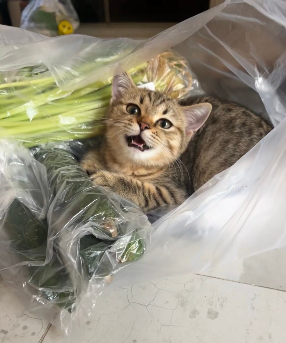 奴才：小心我的菜啦