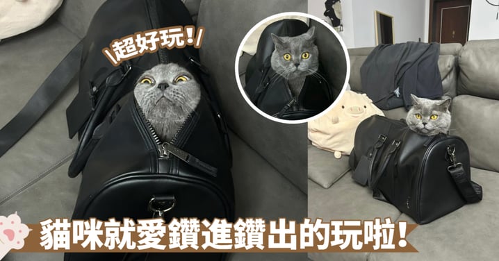 包包裡面有什麼？當然是有貓啦～見縫就鑽果然是貓咪的最獨有特性啊！