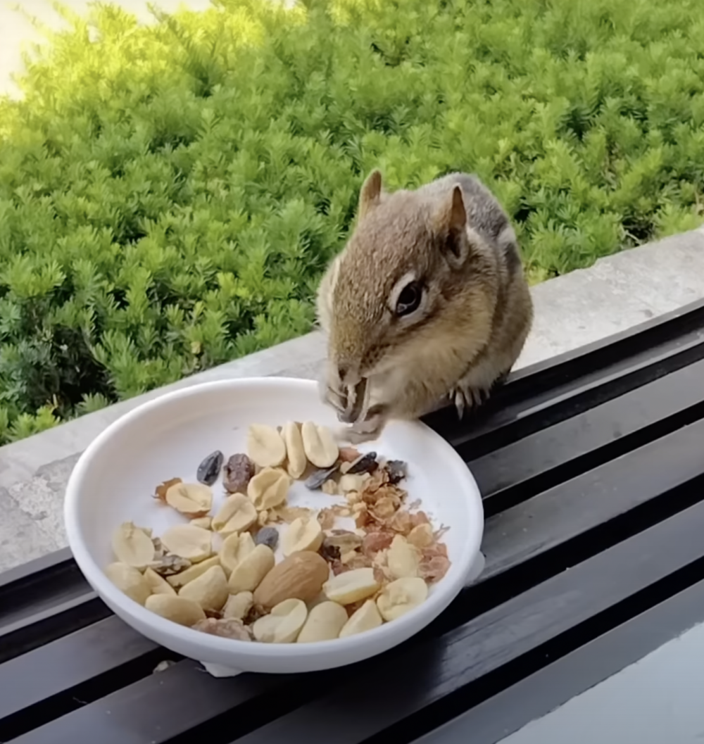 奴才：因為知道我一定會等牠們啦