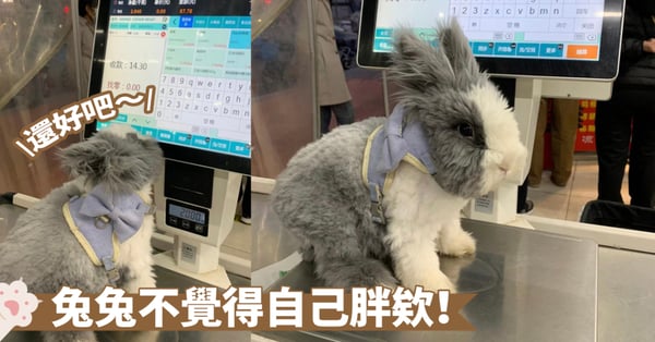 無所畏懼!兔兔上秤散發超強自信力~奴才:哇喔!你還挺有份量啊