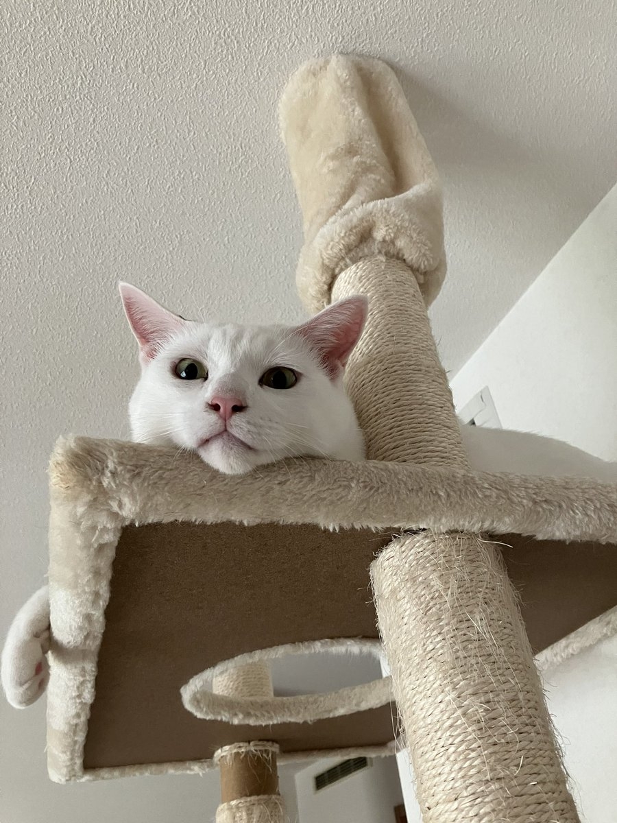 奴才：你臉皮好厚喔